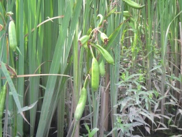 IMG 3409 (Iris Seed Pods)